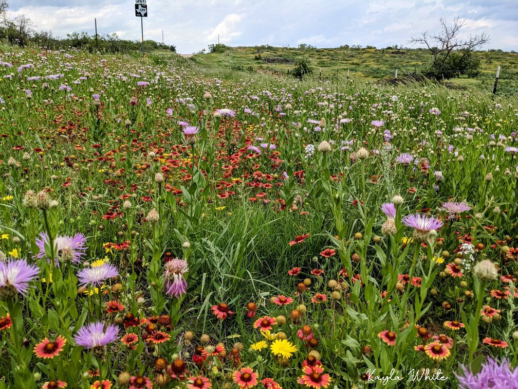 Flowers near Camp Resolution.