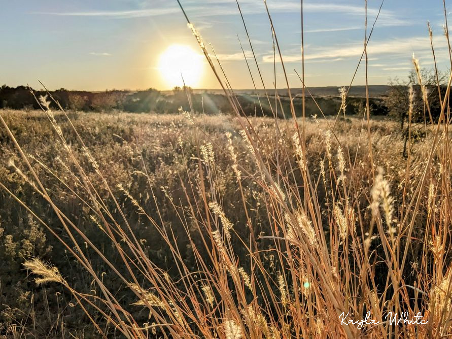 Grasses near Quitaque Creek